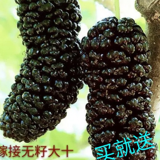 海宁市无籽大十果桑苗  桑树苗