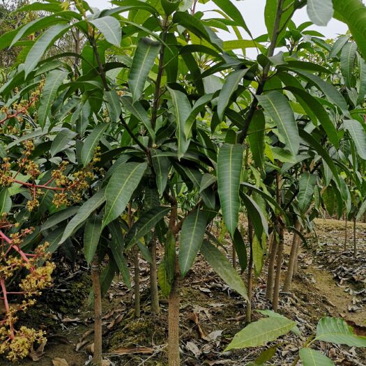 灵山县 芒果苗 2-4公分三年以上  大果 包邮发货 靠谱