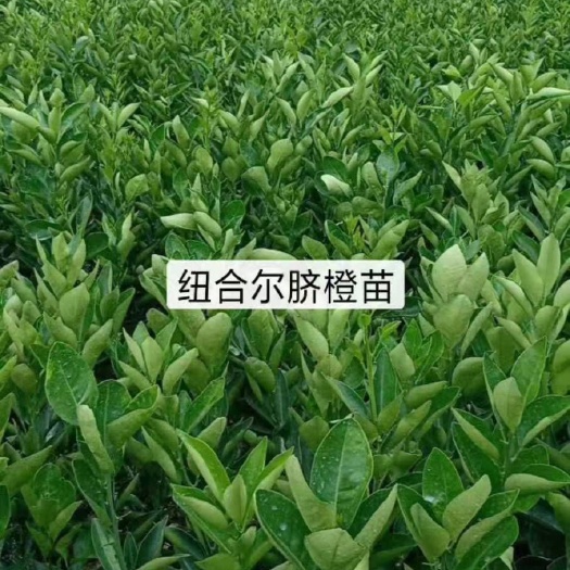 新宁县纽荷尔脐橙苗  优质脐橙苗