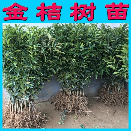阳朔县四季金桔苗  滑皮金桔苗 脆皮金桔苗 根系发达 果苗基地直销