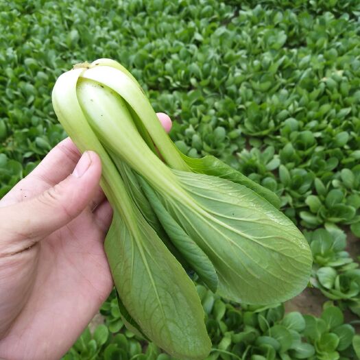 曹县 大棚精品小棵油菜