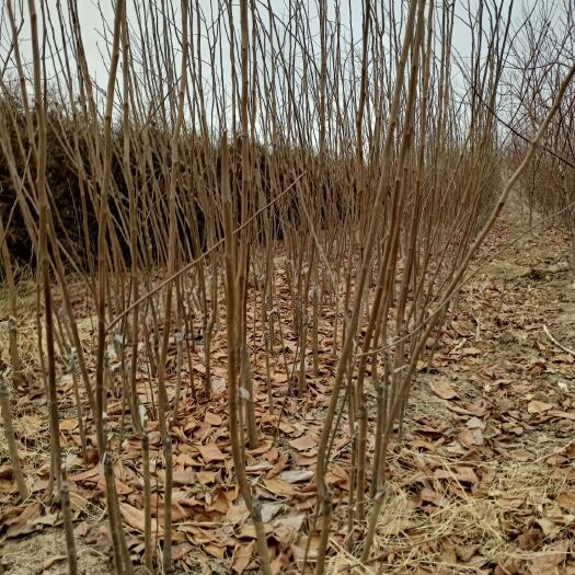 富平县阳丰甜柿苗  生长快，挂果早，优质高产。