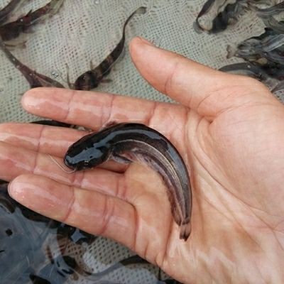 广州 南大口鲶鱼苗、大口鲶鱼苗+水花苗+鱼苗直批