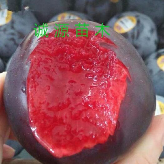 平邑县黑布林苗 嫁接李子树，品种多多