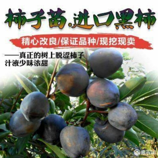 平邑县黑柿苗  黑柿树苗嫁接苗现挖发货根系发达欢迎订购