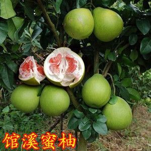 红心柚苗  红心柚，沙田柚，马甲柚，文南柚