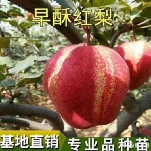 平邑县早酥红梨苗南北方适宜嫁接成品苗个大汁多味香品种纯正现挖现发