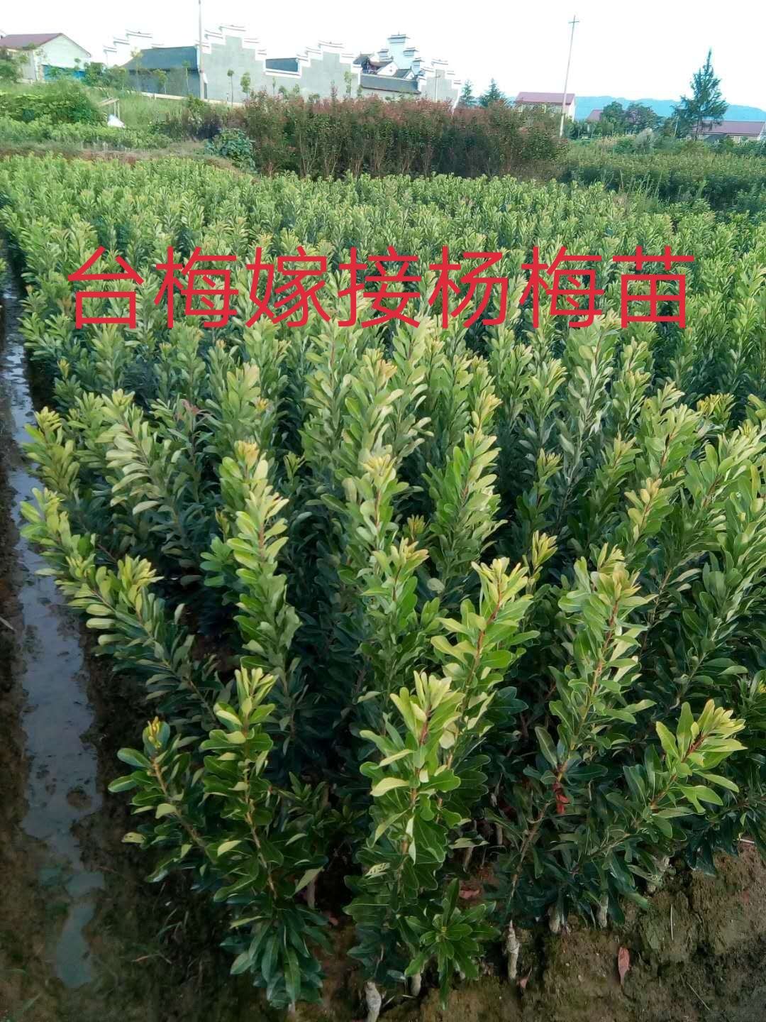 安海硬丝杨梅苗  包邮台梅王子安海早熟大果品种含糖量高