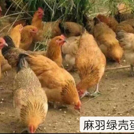 广州麻羽高产绿壳蛋鸡苗 麻羽绿壳蛋鸡