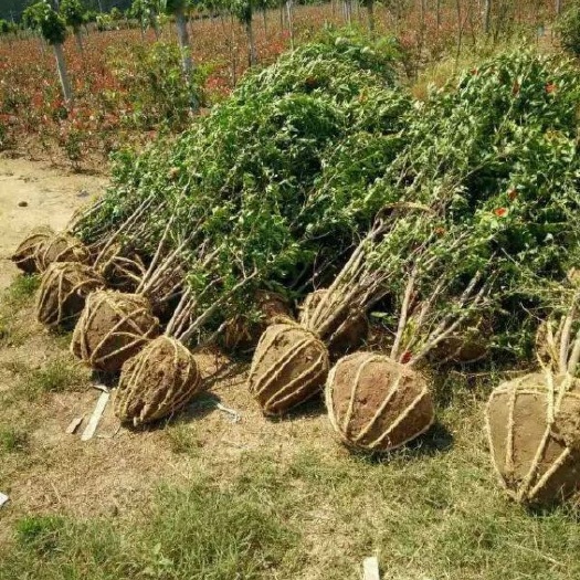 沭阳县花石榴 供应石榴树价格优惠，基地大量销售，常年批发