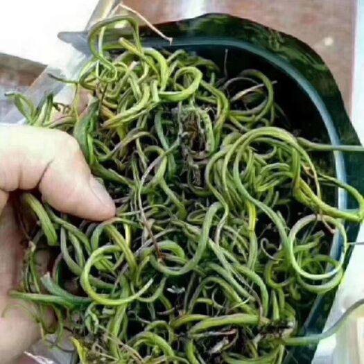 昆明 化石草  化石草  肾精茶  一手货源  大货批发