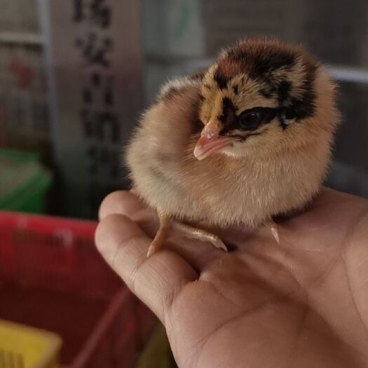 南宁 黑瑤鸡苗
