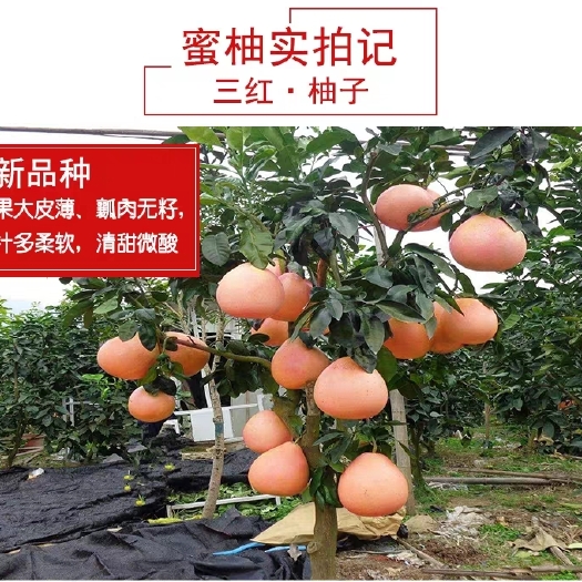 平邑县三红蜜柚苗 新品三红蜜柚，甜度高，口感好，基地直销成活率高
