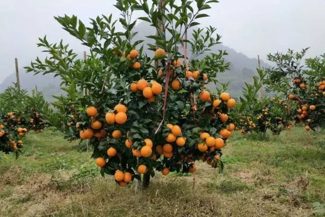 沃柑苗    免费提供技术