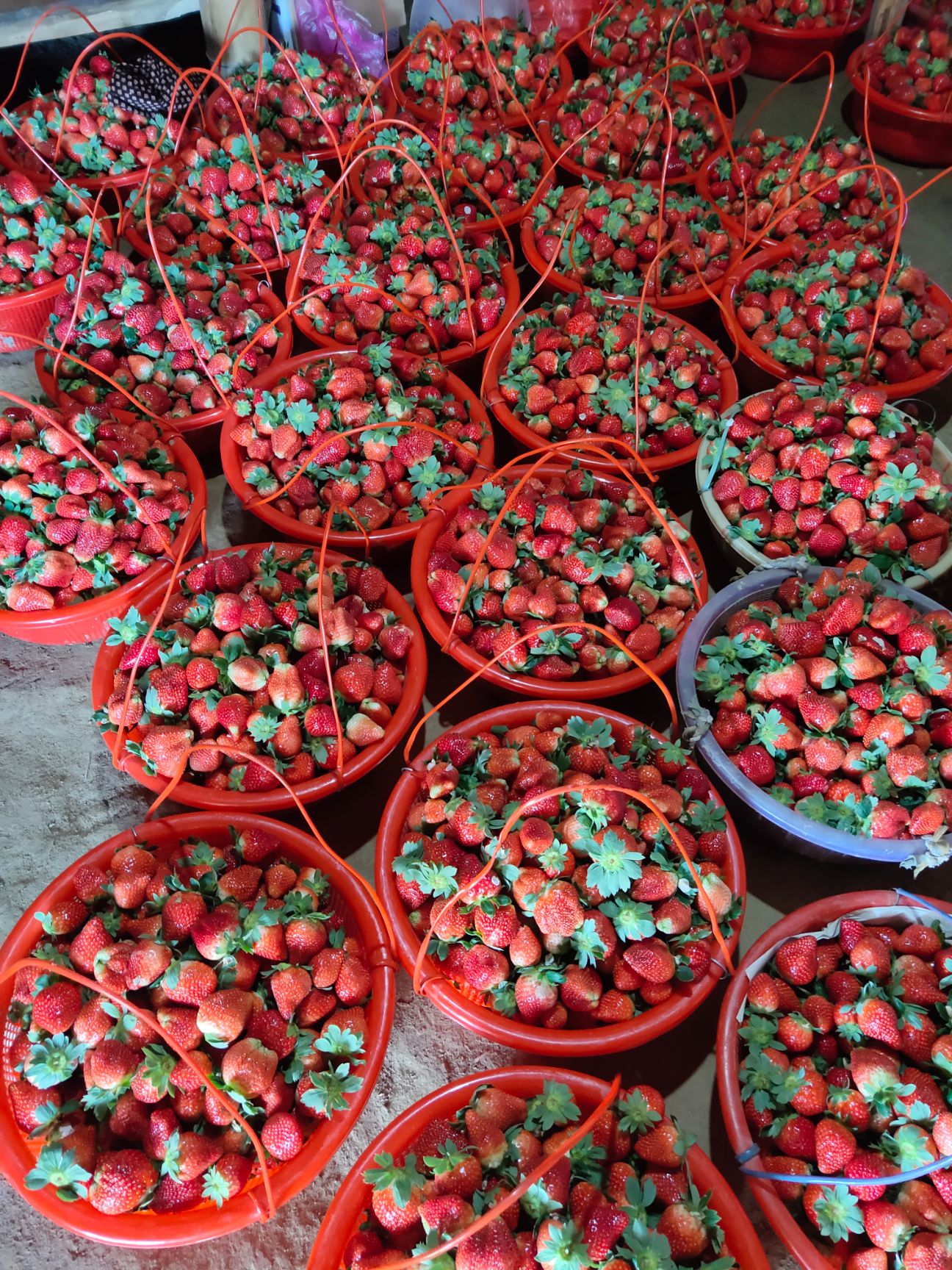 厦门 大量草莓开采
