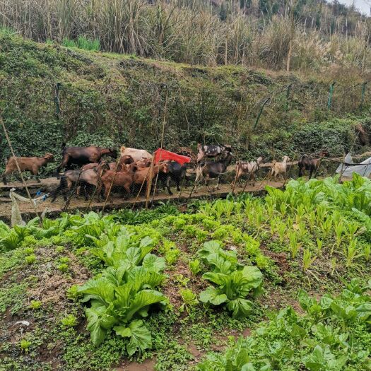 重庆市农家放养山羊，肉质鲜美，物美价廉！