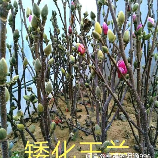 平邑县 紫玉兰玉兰树苗如意玉兰花树苗盆栽地栽南北方种植当年开花爆满