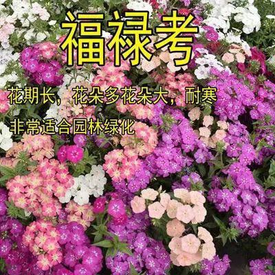 沭阳县福禄考种子 福禄考花种子丛生芝樱花五色梅阳台室内庭院四季开花种子花籽花海