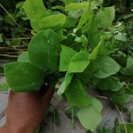 岷县 甘肃高含量淫羊藿
