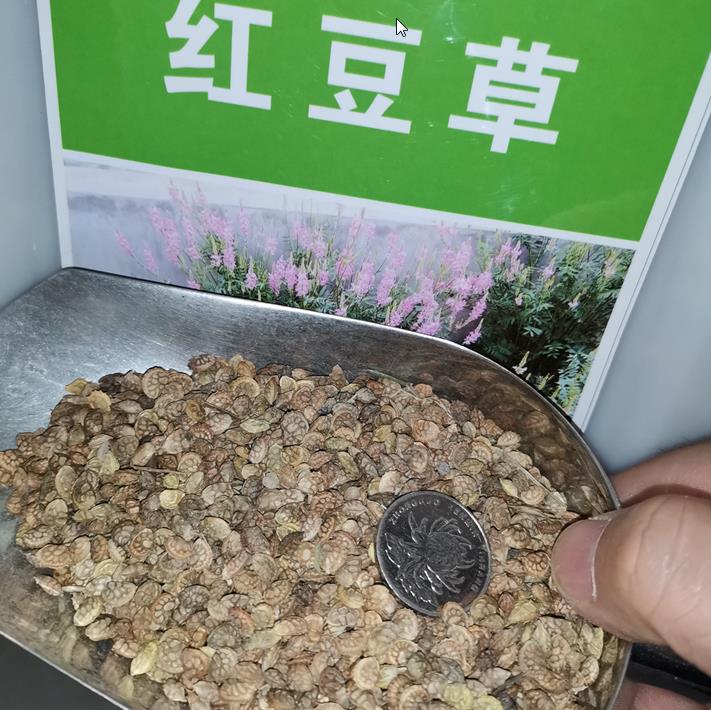 红豆草种子驴豆 驴喜豆种子包邮大量销售