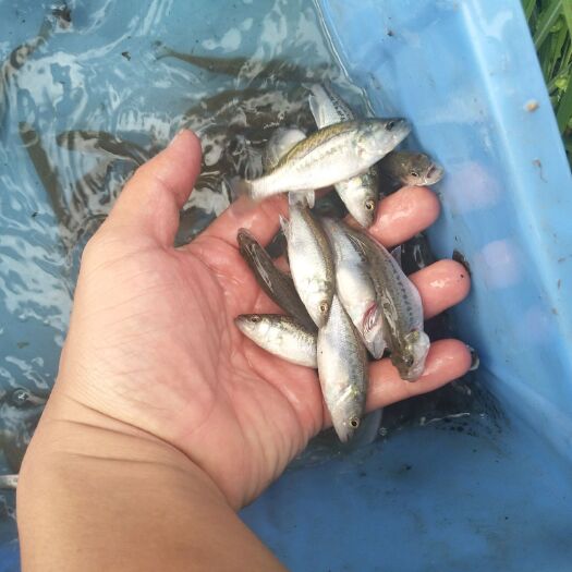 广州 加洲鲈鱼苗+水花供应+鱼苗场直批