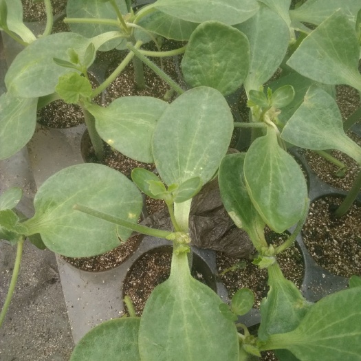 阜城县 华欣西瓜苗大量供应