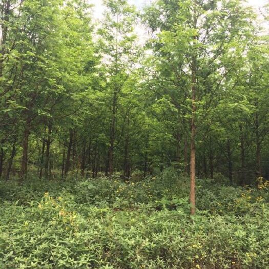  池杉常年批发供应，价格优惠，基地大量销售