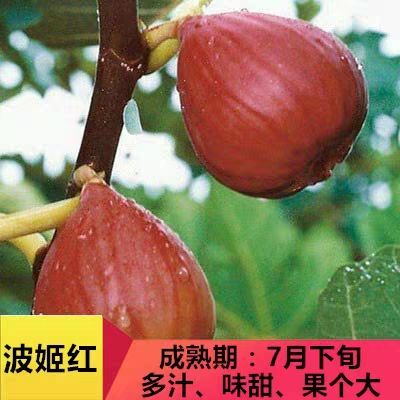 平邑县波姬红无花果苗  波姫红无花果苗无花果苗盆栽当年结果南北方阳