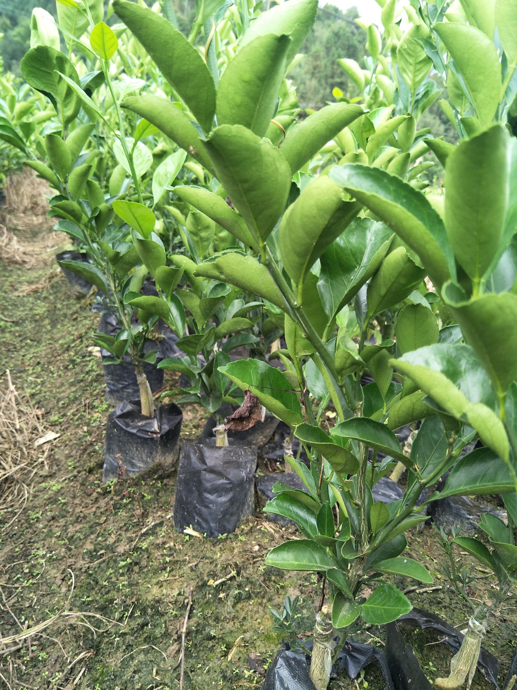 南平桔柚苗原产地供苗，品种纯正，根系好，成活率高，提供技术指导。