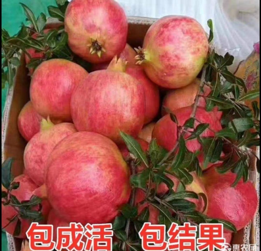 蒙陽(yáng)紅石榴苗  蒙陽(yáng)紅石榴樹(shù)苗 根系發(fā)達(dá) 成活率高 基地直發(fā)