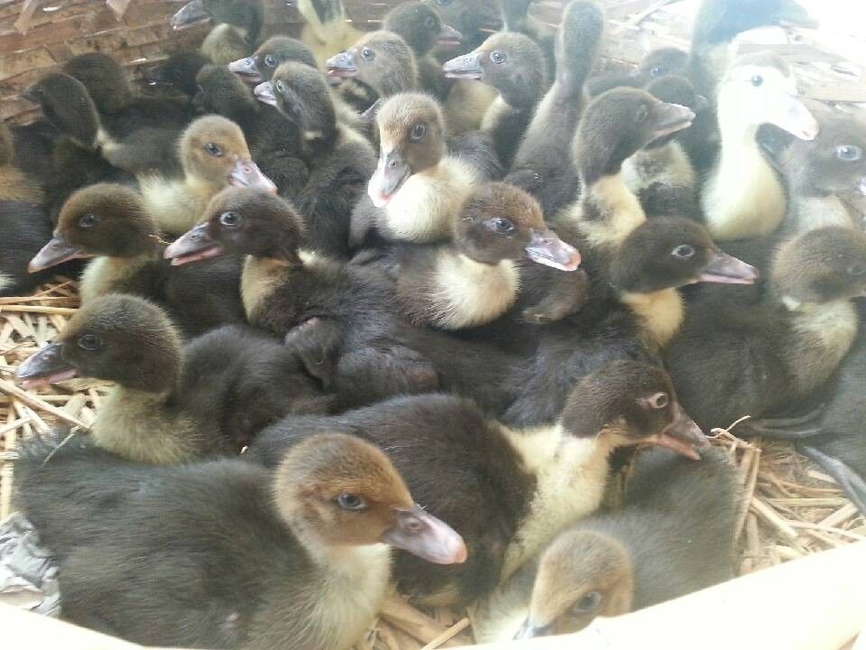  番鸭苗 大种番鸭苗 黑番鸭苗