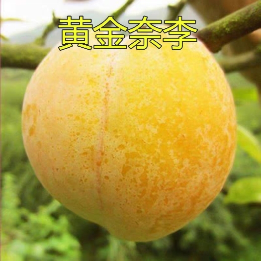 平邑县黄金奈李苗 李子树苗 特大嫁接 盆栽地栽南北方种植 包邮