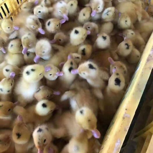 南宁一点头鸭苗 一点头厂家直销包疫苗