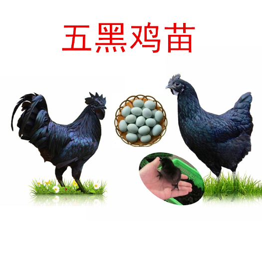 衡阳县 五黑鸡苗，绿壳蛋鸡苗 疫苗齐全 本店出售各种鸡苗活体