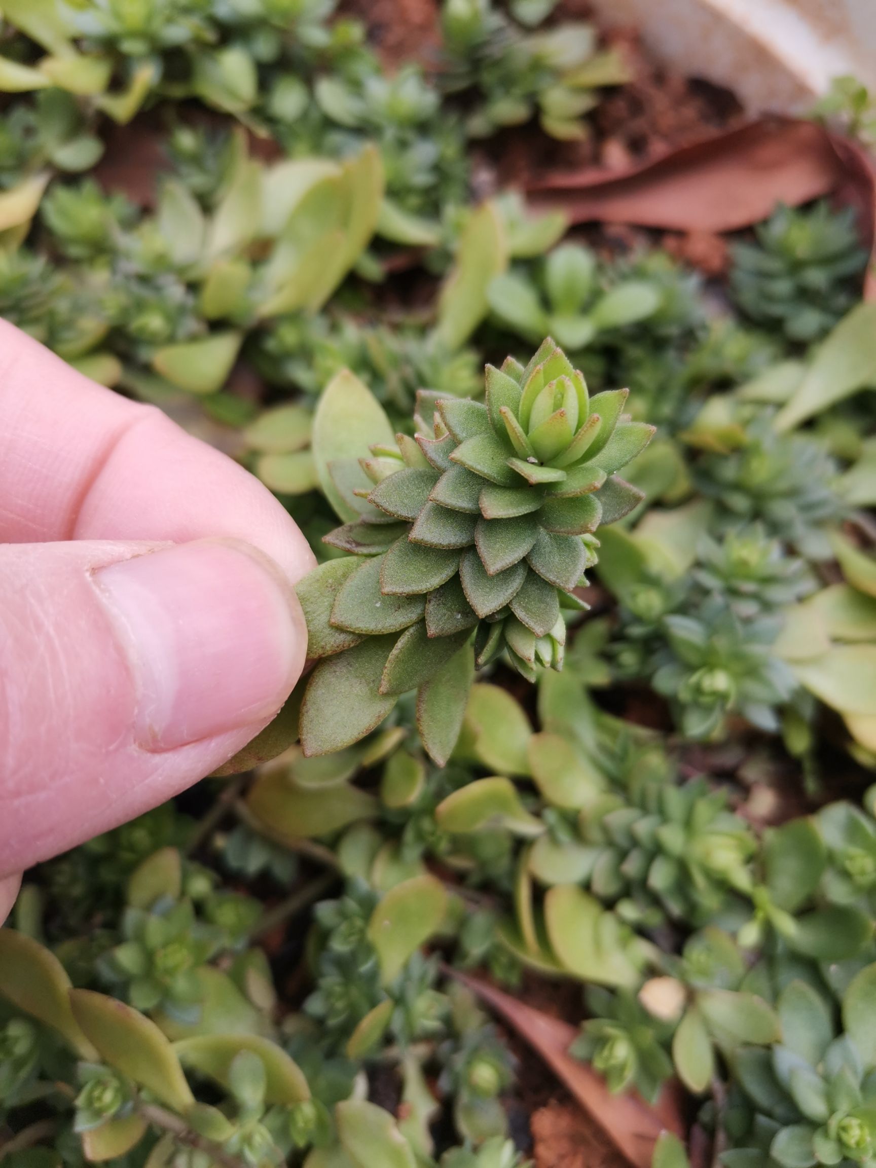 石指甲阔叶垂盆草苗