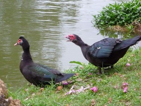  番鸭苗 大种番鸭苗 黑番鸭苗