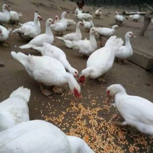  番鸭苗 大种番鸭苗 黑番鸭苗