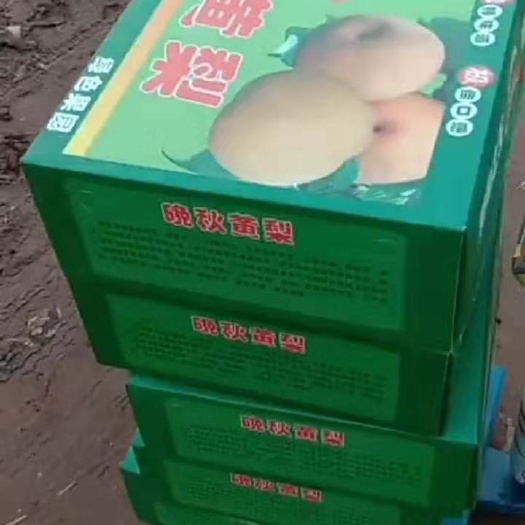 南乐县晚秋黄梨 个儿大皮儿薄 纯绿色水果