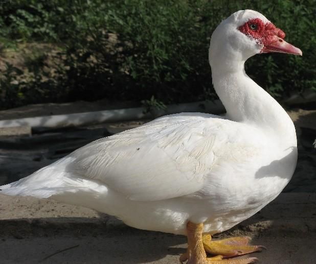  番鸭苗 大种番鸭苗 黑番鸭苗