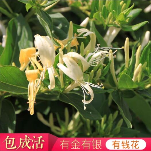 平邑县四季金银花苗 北花一号 品种规格齐全 当年开花    包邮