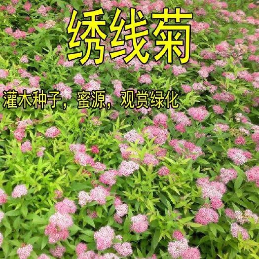 沭阳县 花种花卉绣线菊种子适合家居室内阳台四季盆栽种植花草种子