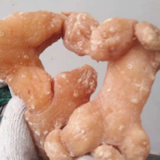 营山县黄精干货（小，中，大）不含硫，无杂质，姜形甜黄精个子包邮