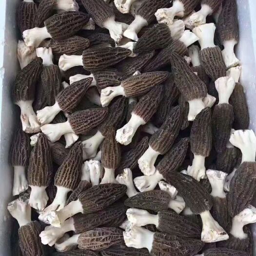 崇州市 羊肚菌