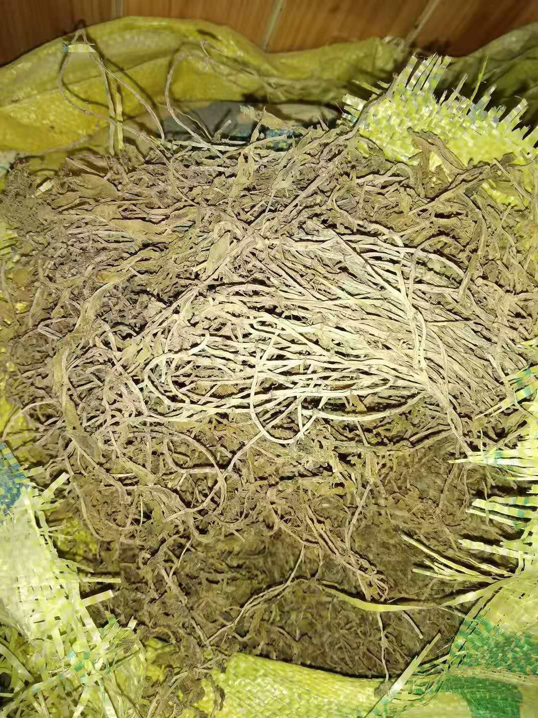 贵州铜仁无硫中药材垂盆草干货水洗豆瓣菜干品产地直供无杂质