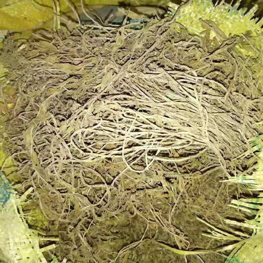 贵州铜仁无硫中药材垂盆草干货水洗豆瓣菜干品产地直供无杂质