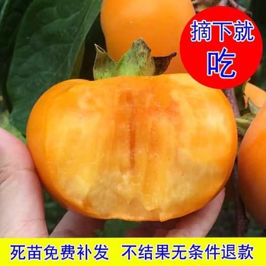 平邑县日本甜柿子苗  日本甜柿子树苗，自家苗圃基地直销保证质量保证