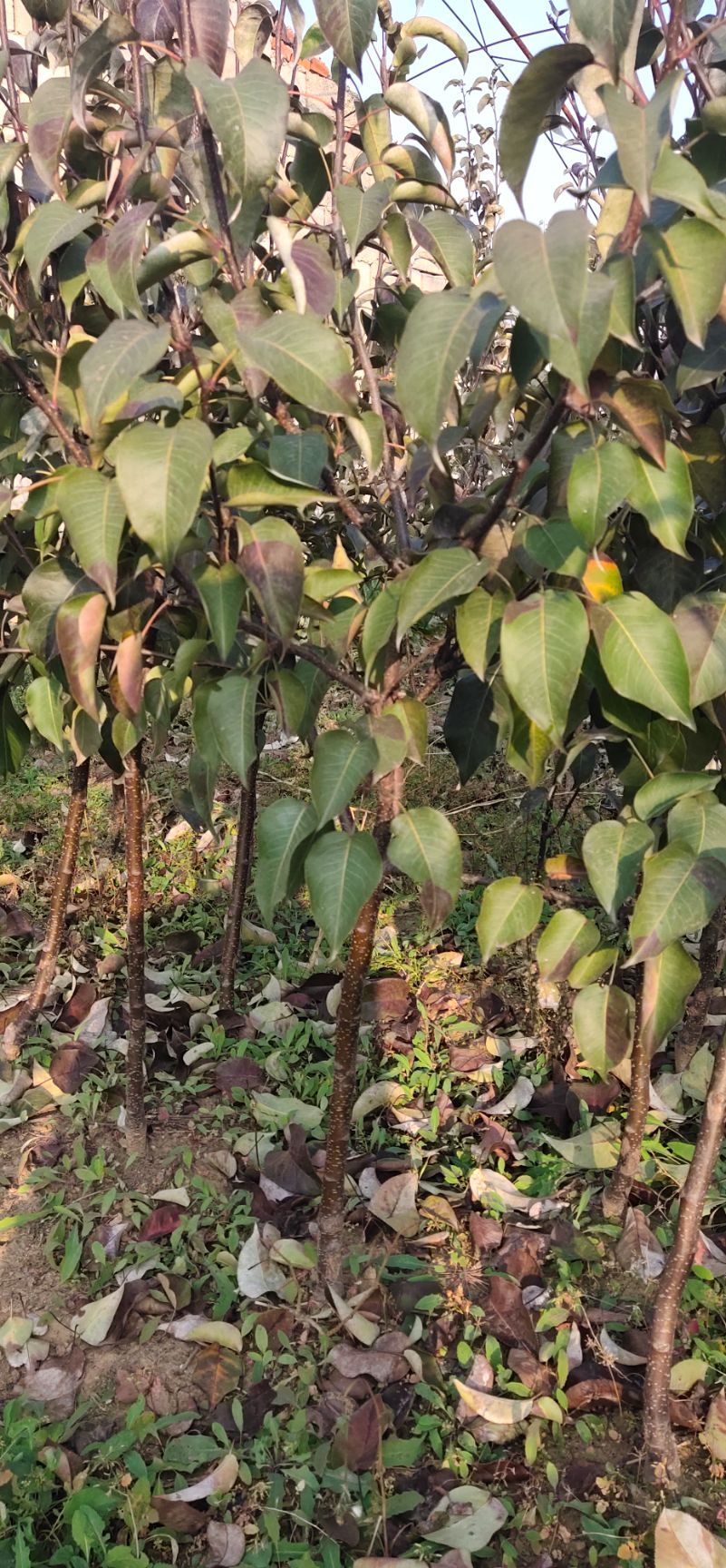 苹果梨种苗  苹果梨苗 抗寒零下四十度低温 大果型苹果梨树苗