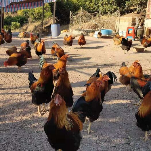 清远麻鸡  清远鸡