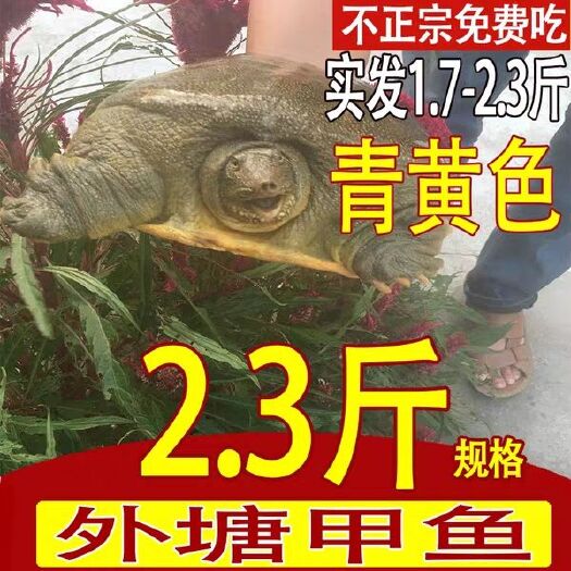 海盐县正忠外塘甲鱼2.3斤50元一个包运费，