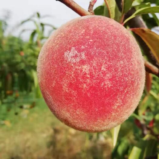 平邑县 水蜜桃苗蜜桃树苗嫁接桃树苗